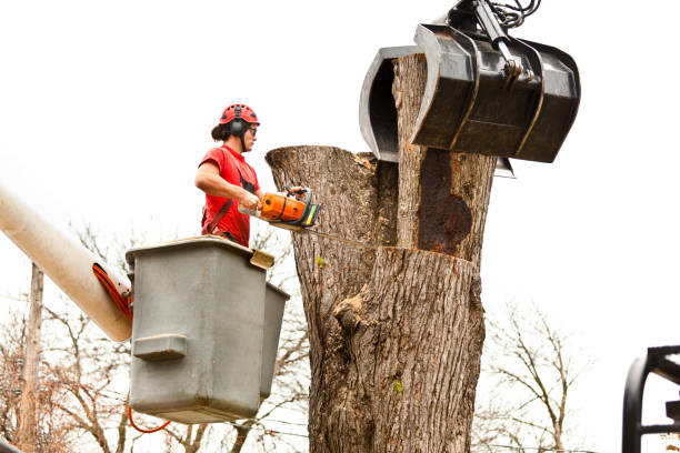 Best Storm Damage Tree Cleanup  in USA